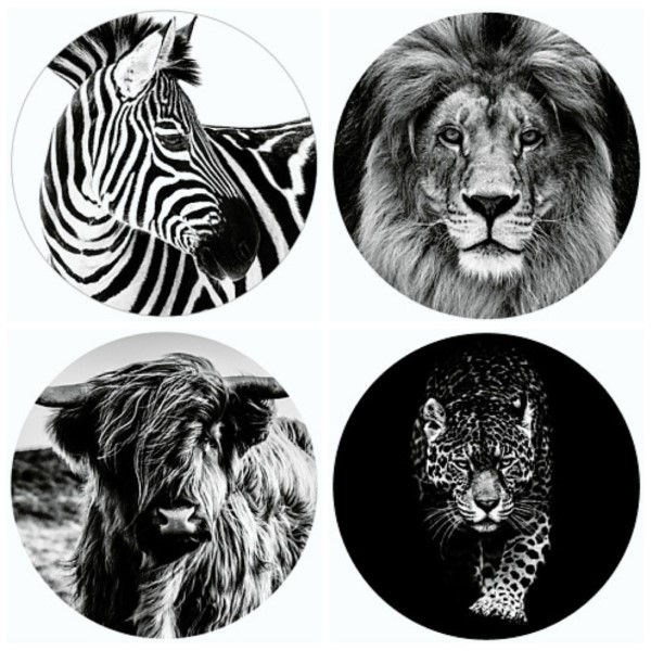 kadosticker the big four,